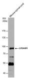 Leucine Rich Repeat And Sterile Alpha Motif Containing 1 antibody, PA5-40112, Invitrogen Antibodies, Western Blot image 