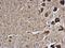 Transmembrane P24 Trafficking Protein 10 antibody, PA5-78350, Invitrogen Antibodies, Immunohistochemistry frozen image 