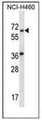 Leucine Rich Repeat And Ig Domain Containing 3 antibody, AP52490PU-N, Origene, Western Blot image 