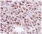 RAD51 Recombinase antibody, 56214, QED Bioscience, Immunohistochemistry frozen image 