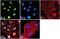Histone Cluster 4 H4 antibody, 701797, Invitrogen Antibodies, Immunofluorescence image 