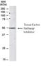 LACI antibody, NB100-786, Novus Biologicals, Western Blot image 