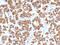 Growth Hormone 1 antibody, GTX34769, GeneTex, Immunohistochemistry paraffin image 