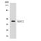 Sirtuin 2 antibody, LS-C200671, Lifespan Biosciences, Western Blot image 