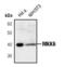 Mitogen-Activated Protein Kinase Kinase 6 antibody, PA5-17416, Invitrogen Antibodies, Western Blot image 