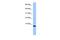 Transition Protein 1 antibody, PA5-44078, Invitrogen Antibodies, Western Blot image 