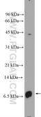 C-X-C Motif Chemokine Ligand 8 antibody, 27095-1-AP, Proteintech Group, Western Blot image 