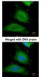 UDP-Glucose Pyrophosphorylase 2 antibody, NBP1-32676, Novus Biologicals, Immunofluorescence image 