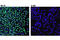 T-Box 21 antibody, 13232S, Cell Signaling Technology, Immunofluorescence image 