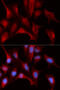 Proteasome Subunit Beta 4 antibody, 19-802, ProSci, Immunofluorescence image 