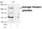 Androgen Receptor antibody, PA5-37479, Invitrogen Antibodies, Western Blot image 