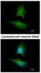 Lipin 1 antibody, NBP2-19370, Novus Biologicals, Immunofluorescence image 