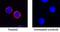 Triggering Receptor Expressed On Myeloid Cells 1 antibody, AF1187, R&D Systems, Immunocytochemistry image 