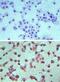 Sphingosine-1-Phosphate Receptor 4 antibody, PA5-23221, Invitrogen Antibodies, Immunohistochemistry paraffin image 