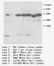 Caspase 8 antibody, LS-C171973, Lifespan Biosciences, Western Blot image 