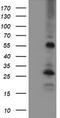 Myocyte Enhancer Factor 2C antibody, CF502501, Origene, Western Blot image 