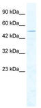 Chromodomain Helicase DNA Binding Protein 1 Like antibody, TA341563, Origene, Western Blot image 