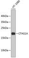 Cancer/Testis Antigen 1B antibody, 19-130, ProSci, Western Blot image 