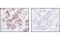 Lysine Demethylase 1A antibody, 2139S, Cell Signaling Technology, Immunohistochemistry paraffin image 