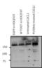 O-Linked N-Acetylglucosamine (GlcNAc) Transferase antibody, MA1-038, Invitrogen Antibodies, Western Blot image 