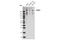 Pseudopodium Enriched Atypical Kinase 1 antibody, 72908S, Cell Signaling Technology, Western Blot image 