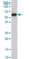 CDC Like Kinase 3 antibody, LS-C133122, Lifespan Biosciences, Western Blot image 