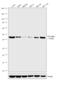 Casein Kinase 2 Alpha 1 antibody, LF-MA0223, Invitrogen Antibodies, Western Blot image 