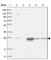 Proteasome Subunit Alpha 5 antibody, HPA028441, Atlas Antibodies, Western Blot image 