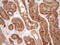 Matrix Metallopeptidase 3 antibody, LS-C340125, Lifespan Biosciences, Immunohistochemistry frozen image 