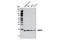 Non-histone chromosomal protein HMG-14 antibody, 5692S, Cell Signaling Technology, Western Blot image 