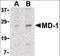 Lymphocyte Antigen 86 antibody, orb87331, Biorbyt, Western Blot image 