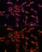 Inositol 1,4,5-Trisphosphate Receptor Type 3 antibody, GTX66117, GeneTex, Immunofluorescence image 