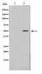 Thyrotropin Releasing Hormone Receptor antibody, TA347796, Origene, Western Blot image 