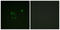 Checkpoint Kinase 1 antibody, LS-C117858, Lifespan Biosciences, Immunofluorescence image 