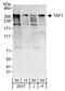 TATA-Box Binding Protein Associated Factor 1 antibody, A303-505A, Bethyl Labs, Western Blot image 