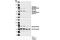 Ribosomal Protein S6 Kinase B1 antibody, 9208P, Cell Signaling Technology, Western Blot image 