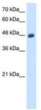 PBX Homeobox 2 antibody, TA329892, Origene, Western Blot image 