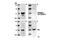 SRC Proto-Oncogene, Non-Receptor Tyrosine Kinase antibody, 2105P, Cell Signaling Technology, Western Blot image 