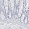 Progastricsin antibody, PA5-56830, Invitrogen Antibodies, Immunohistochemistry frozen image 