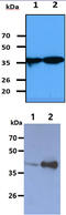 N-Acetylneuraminate Synthase antibody, MBS200219, MyBioSource, Western Blot image 