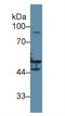 Keratin 16 antibody, LS-C730569, Lifespan Biosciences, Western Blot image 