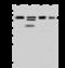 Heterogeneous Nuclear Ribonucleoprotein K antibody, 203032-T42, Sino Biological, Western Blot image 