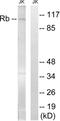 RB Transcriptional Corepressor 1 antibody, abx012903, Abbexa, Western Blot image 