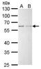 YY1 Transcription Factor antibody, PA5-29171, Invitrogen Antibodies, Western Blot image 