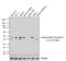 Somatostatin Receptor 5 antibody, PA3-112, Invitrogen Antibodies, Western Blot image 