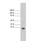 BCL2 Like 1 antibody, MBS440002, MyBioSource, Western Blot image 