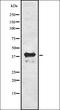 Inhibin Subunit Beta C antibody, orb337364, Biorbyt, Western Blot image 