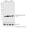 H2B/g antibody, MA5-24698, Invitrogen Antibodies, Western Blot image 