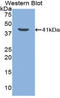 Lactotransferrin antibody, LS-C298598, Lifespan Biosciences, Western Blot image 