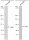 Janus Kinase 3 antibody, PA5-78030, Invitrogen Antibodies, Western Blot image 